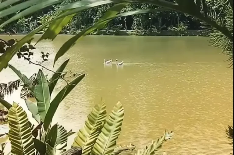 centella asiatica resort pegaga garden 768x509